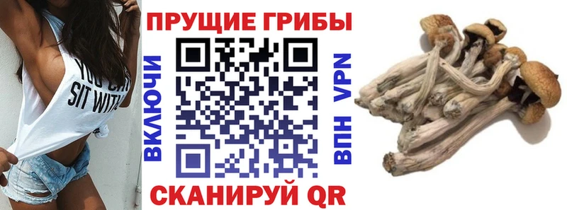 Псилоцибиновые грибы GOLDEN TEACHER  Саратов 