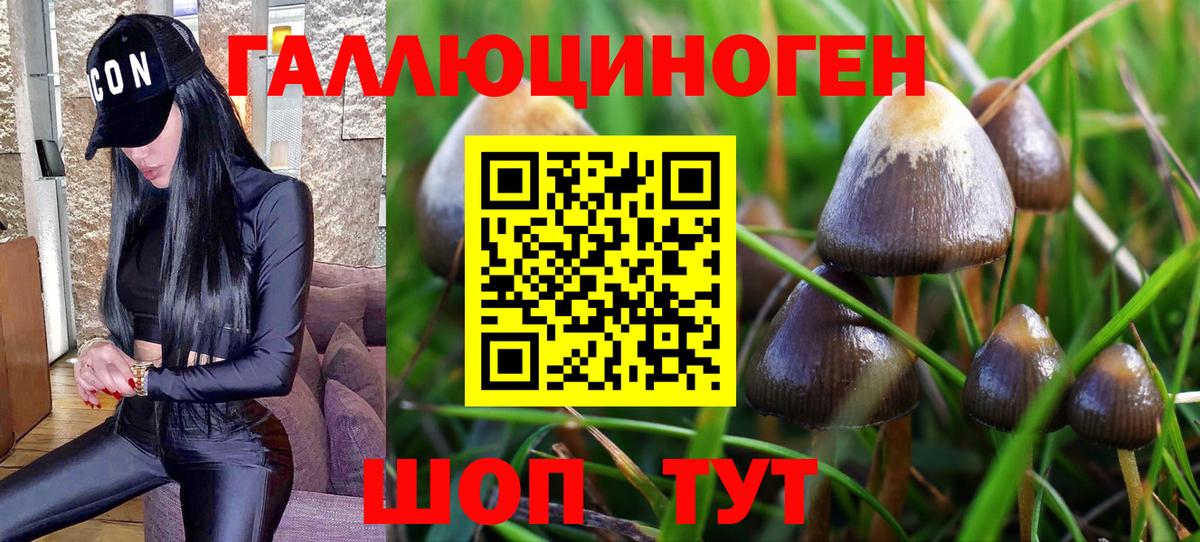 Галлюциногенные грибы Psilocybe  Псилоцибиновые грибы Cubensis  где найти наркотики  Саратов 